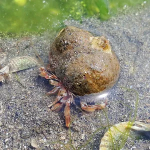 Hermit crab at Ringaskiddy
