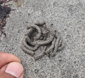 Lugworm traces