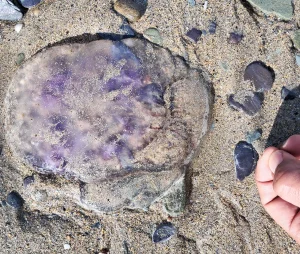 Moon jellyfish at Shekin