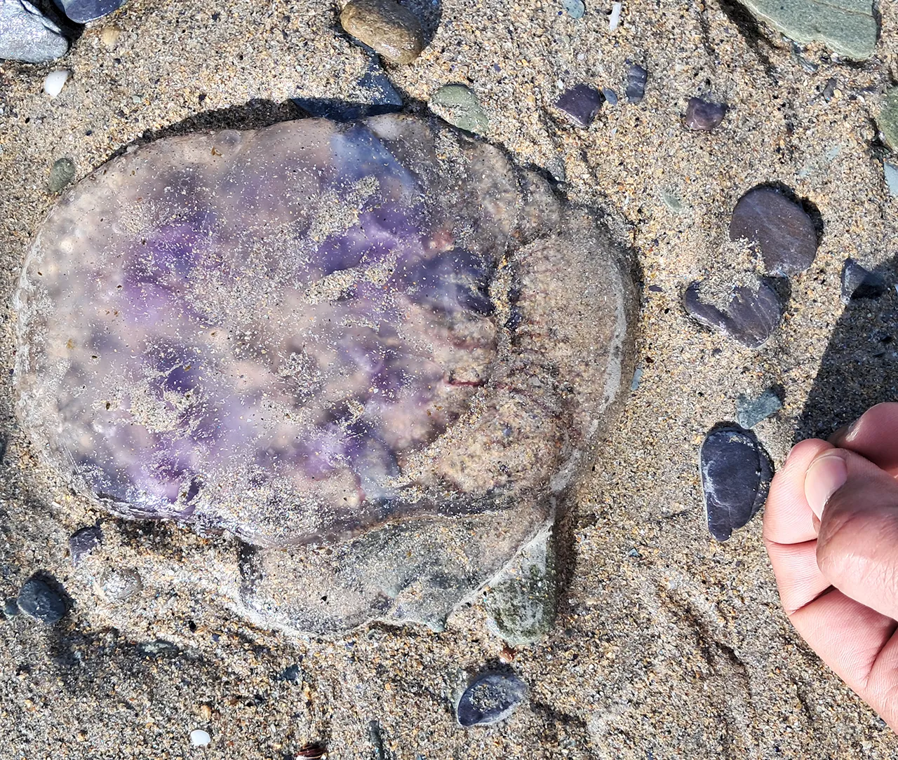 Moon jellyfish at Shekin