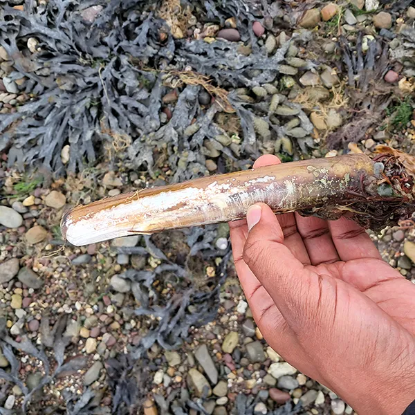 Razor Shell Thumb