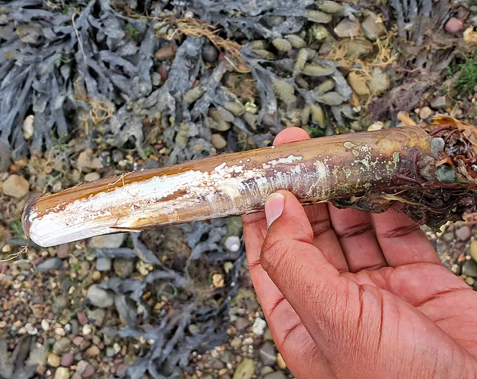 Razor Shell