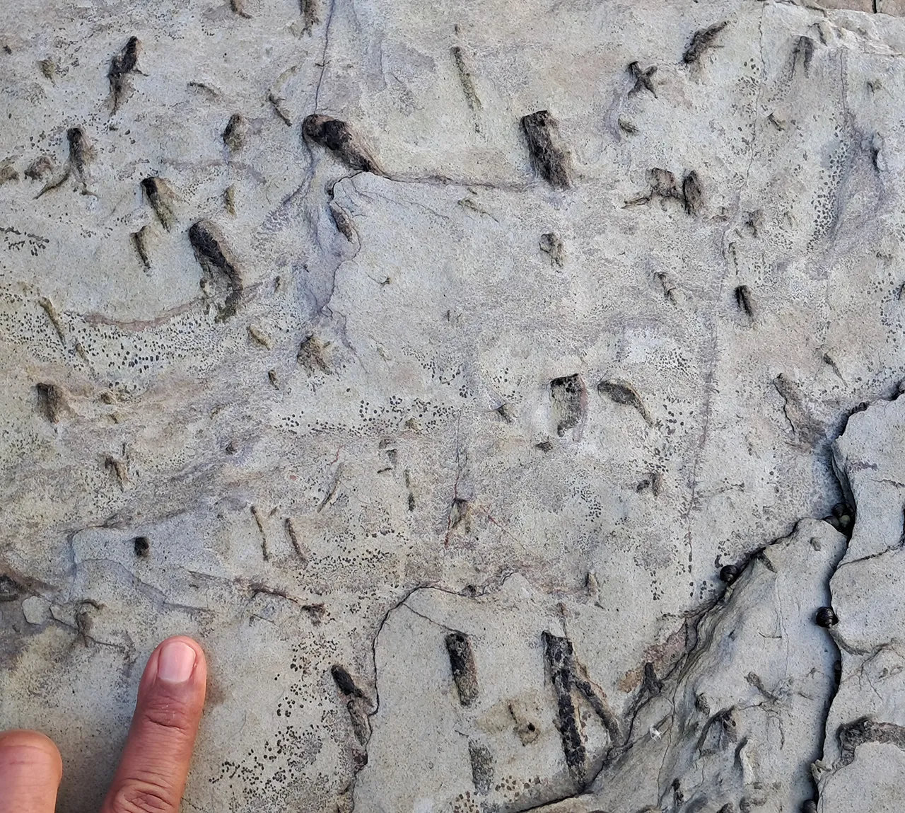 Trace fossils at Sherkin