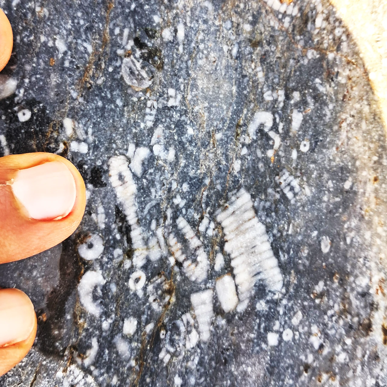 Crinoid fossils