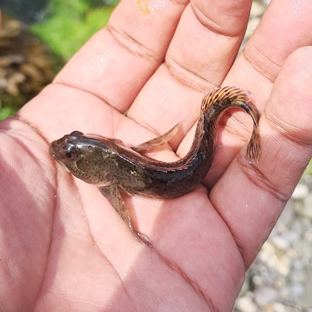Goby or Blenny from Sherkin
