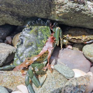 Green Shore Crab from Sherkin