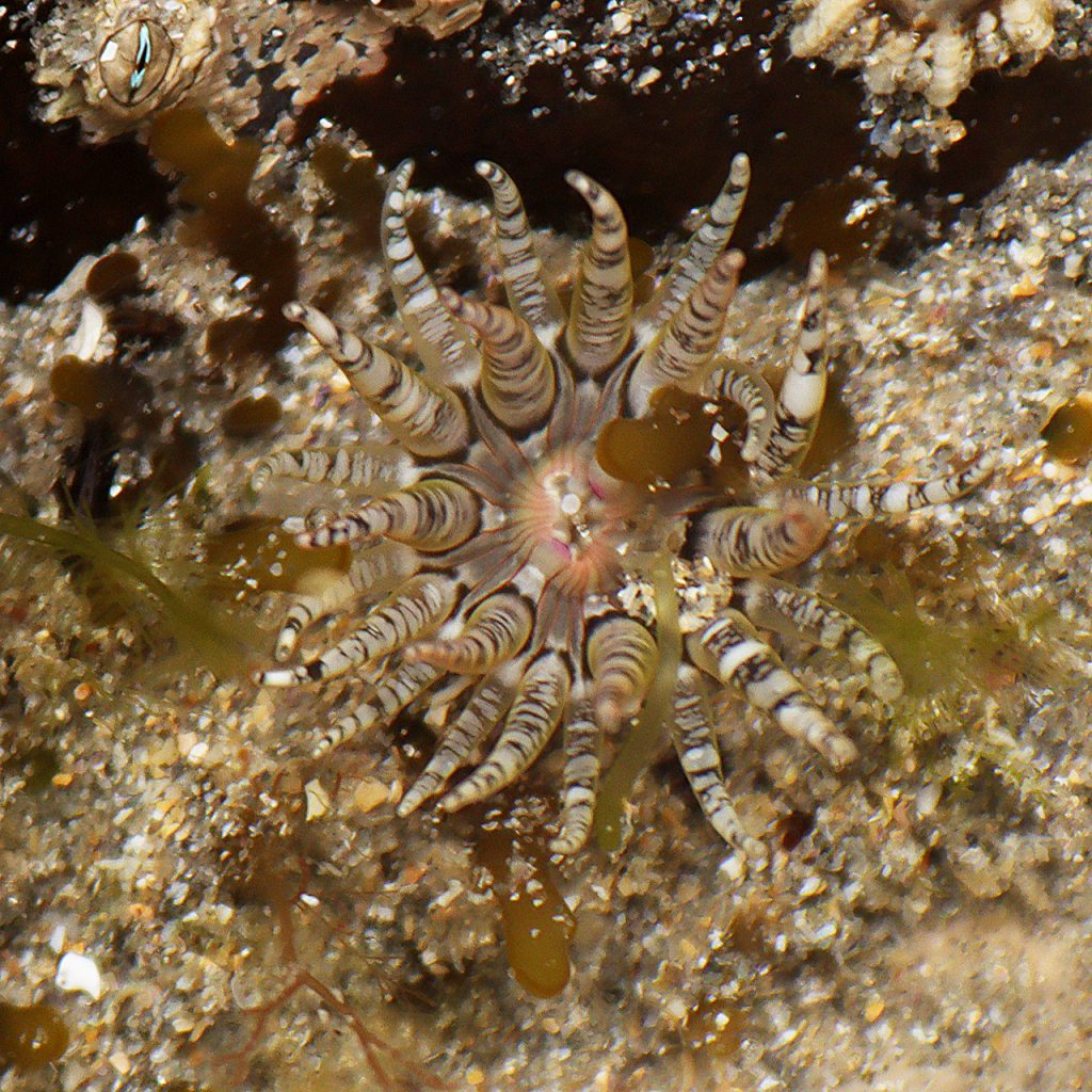 Wartlet or gem anemone at Sherkin