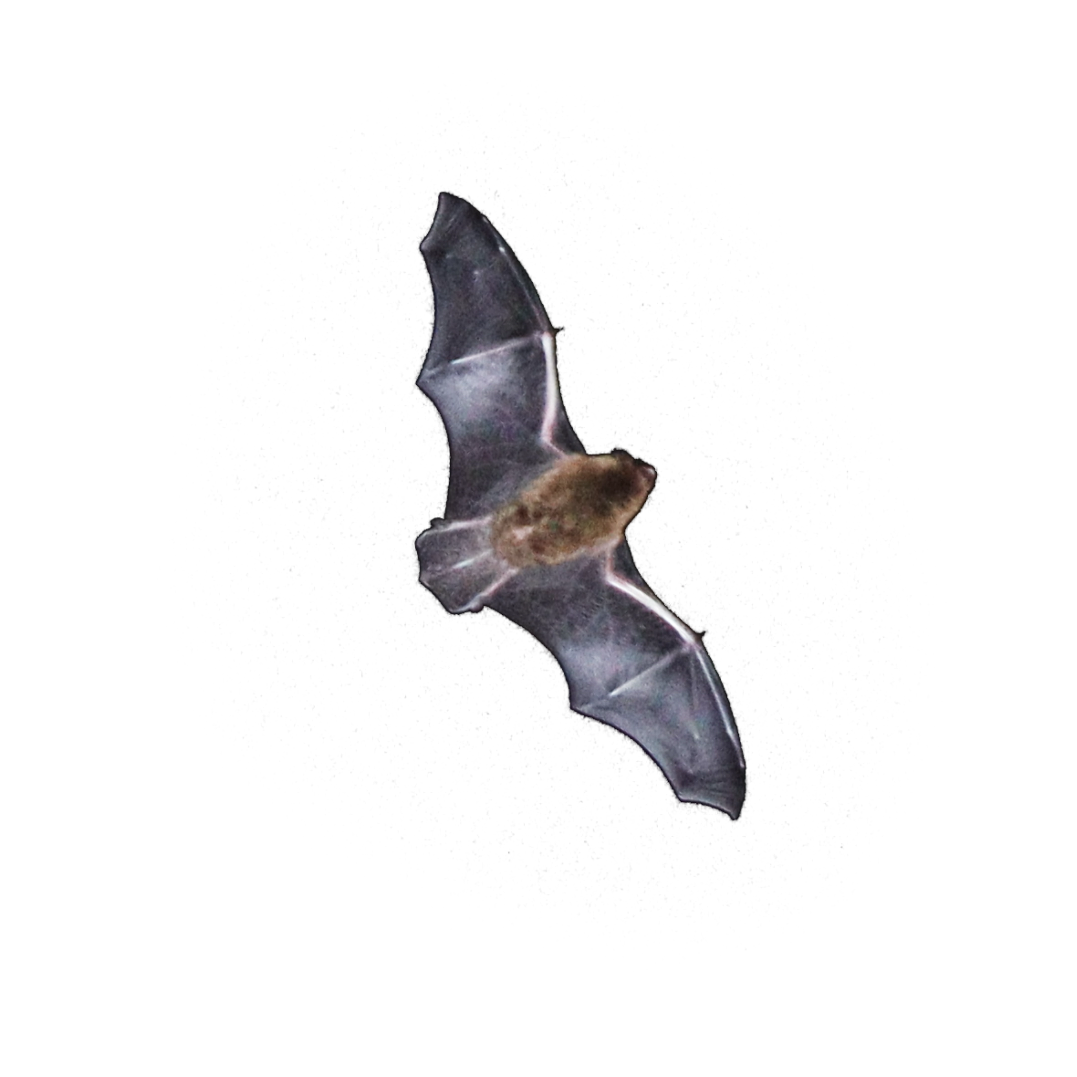 A pipistrelle bat in flight seen from below