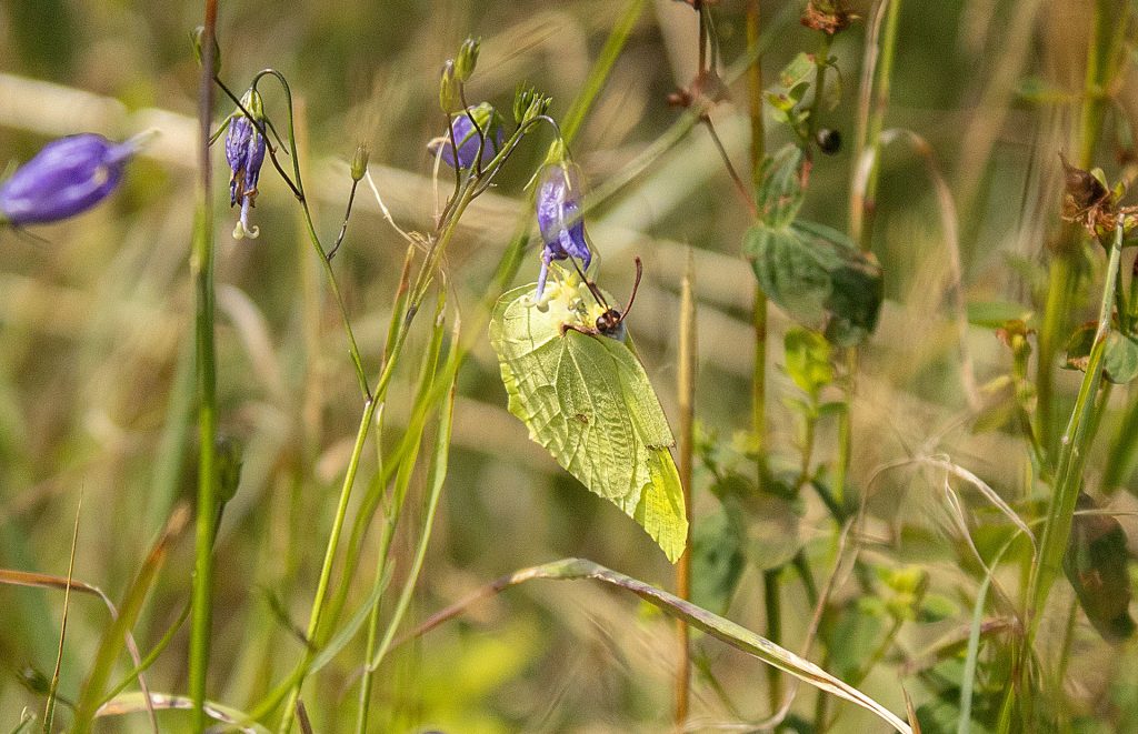Brimstone butterfly in Sweden