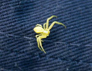 Crab spider in Sweden