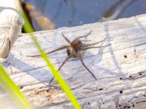 Dolomedes or raft spider in Sweden