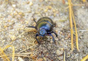 Dung beetle in Sweden