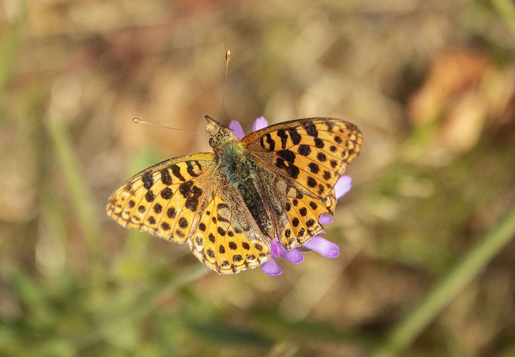 Fritillary butterfly in Sweden