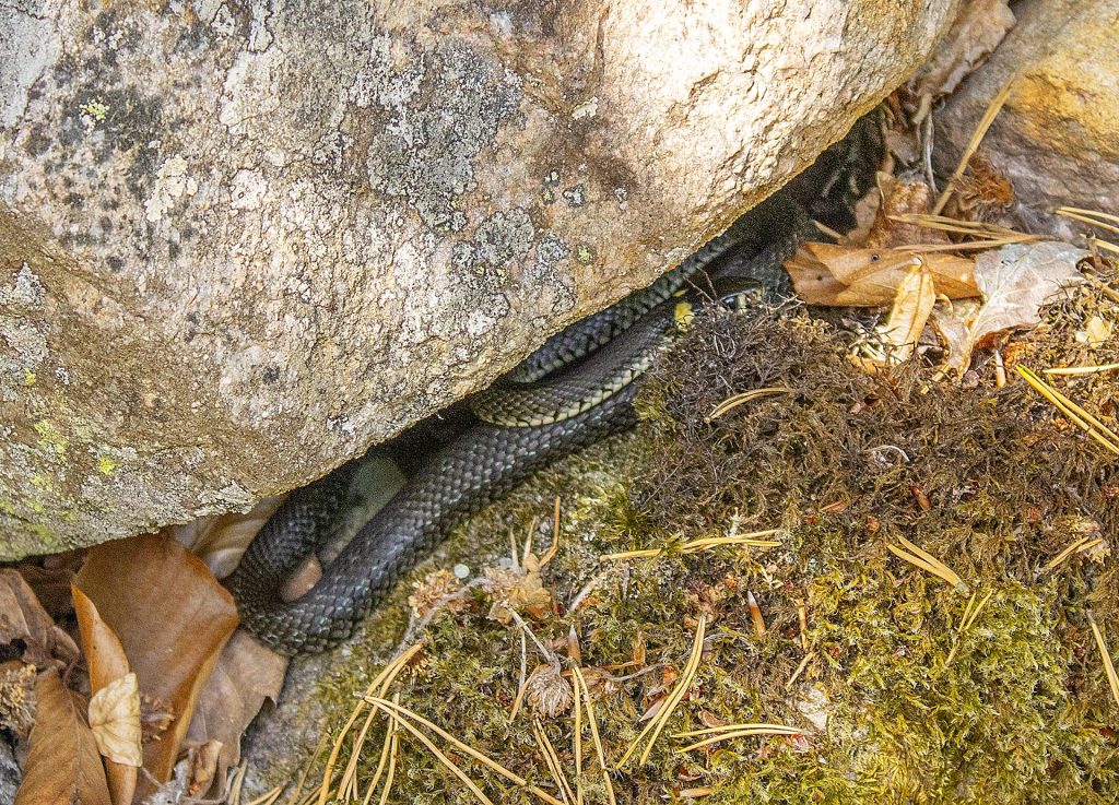 Grass snake in Sweden