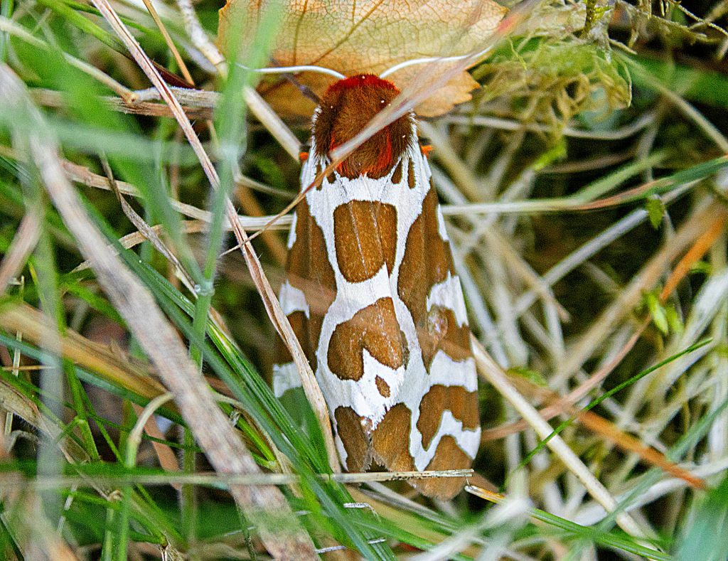 Great tiger moth in Sverige