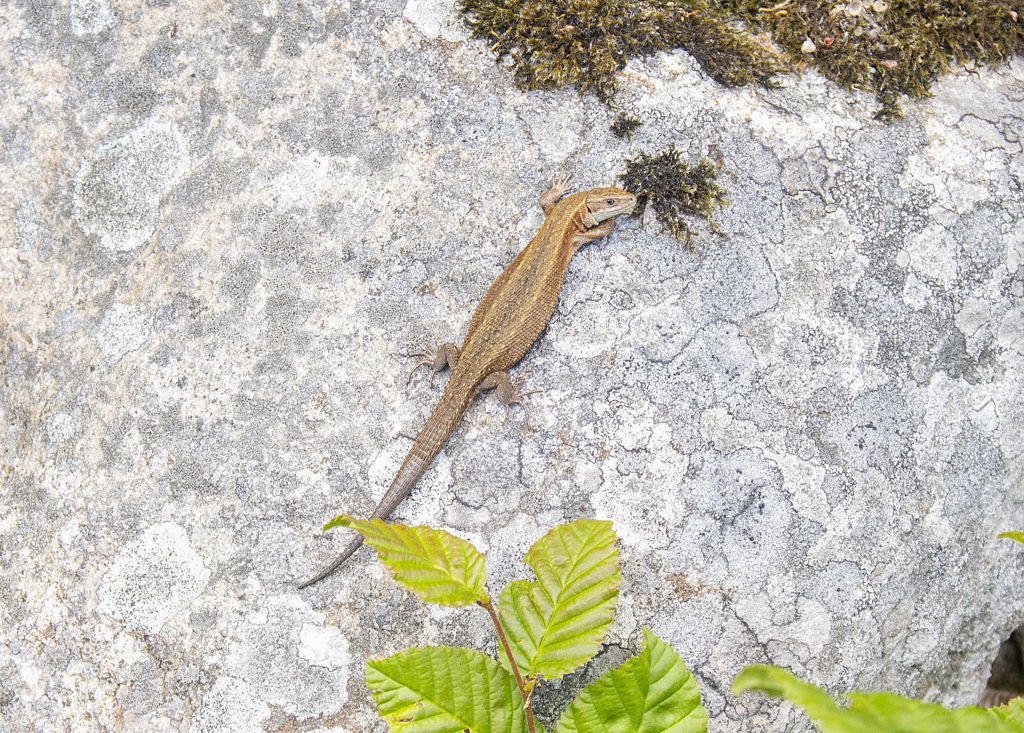 Lizard in Sweden