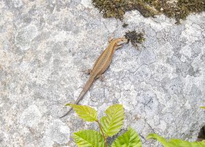 Lizard in Sweden