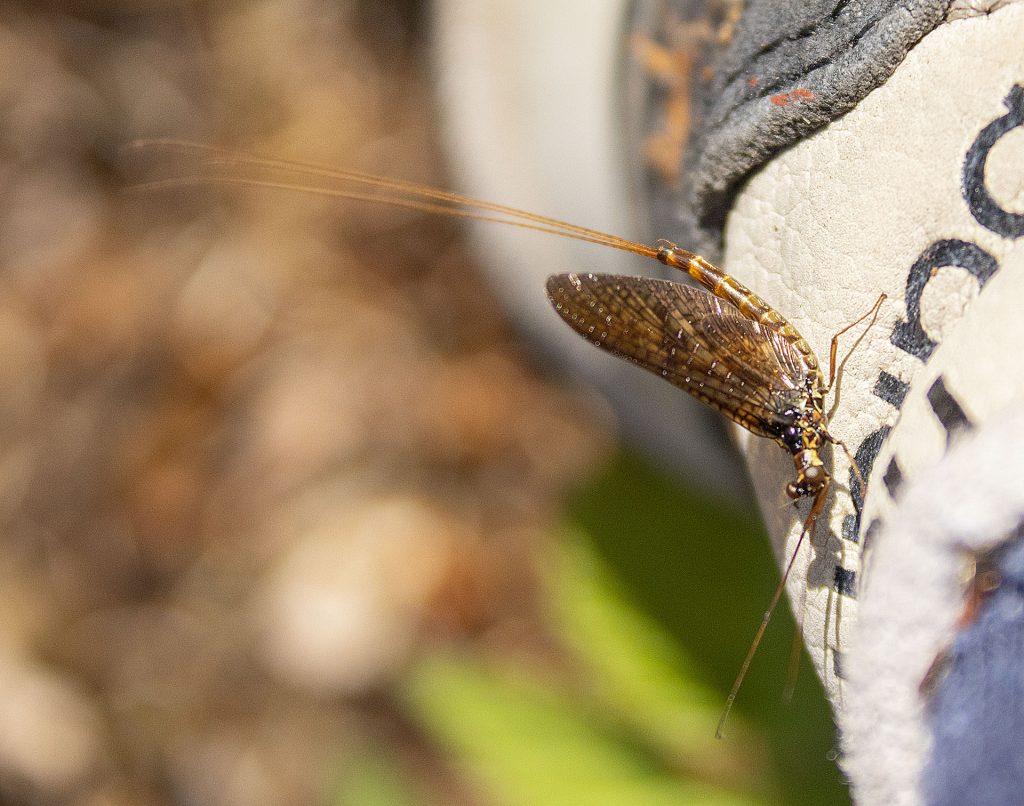 Mayfly on Sweden