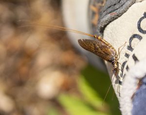 Mayfly on Sweden