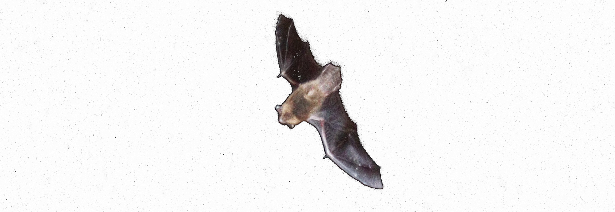 Pipistrelle bat in Cork city