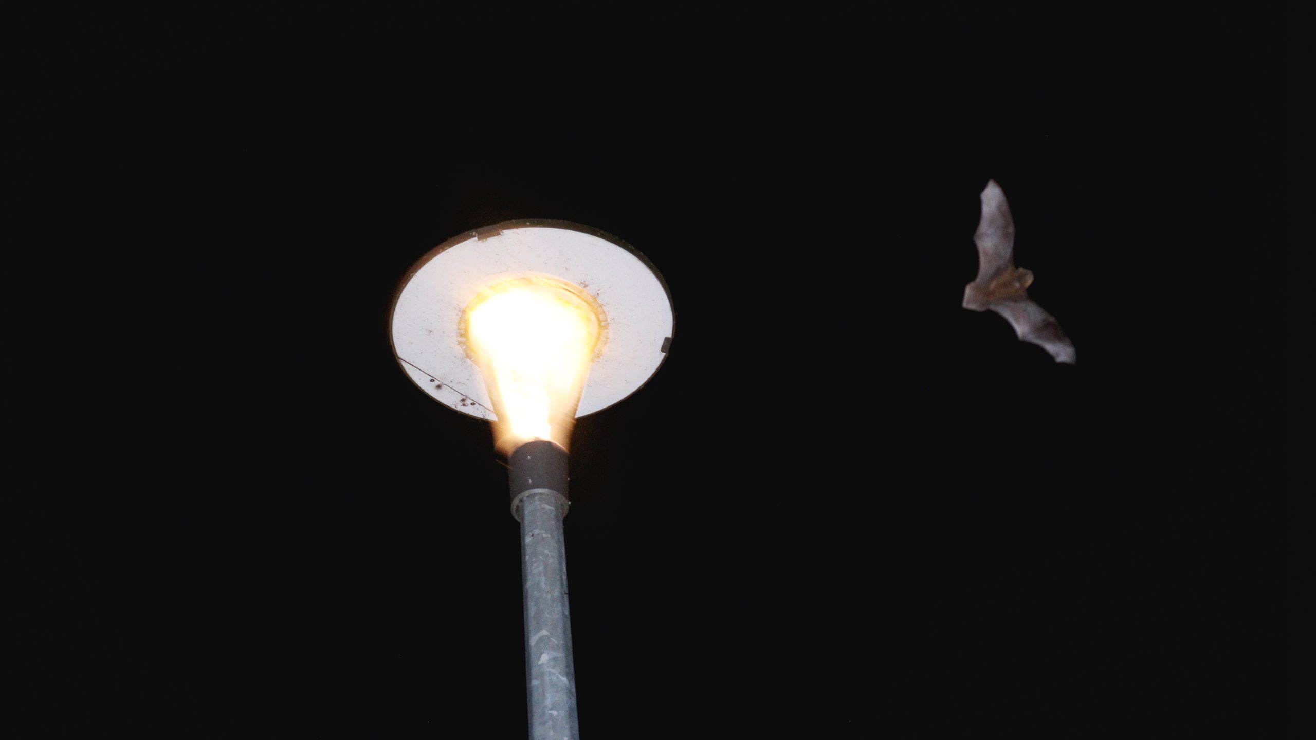 Pipistrelle bats flying in Connaught Park