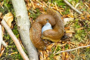 Red slugs mating