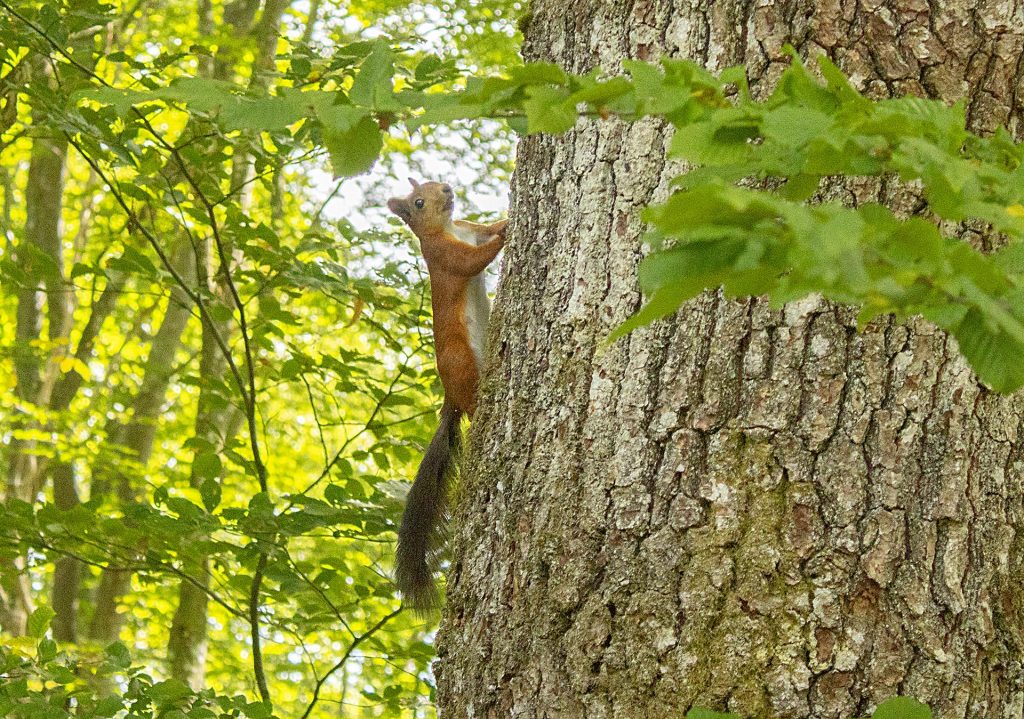 Red squirrel in Sweden