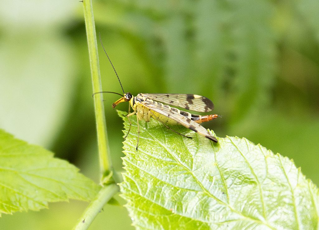 Scorpion fly in Sweden