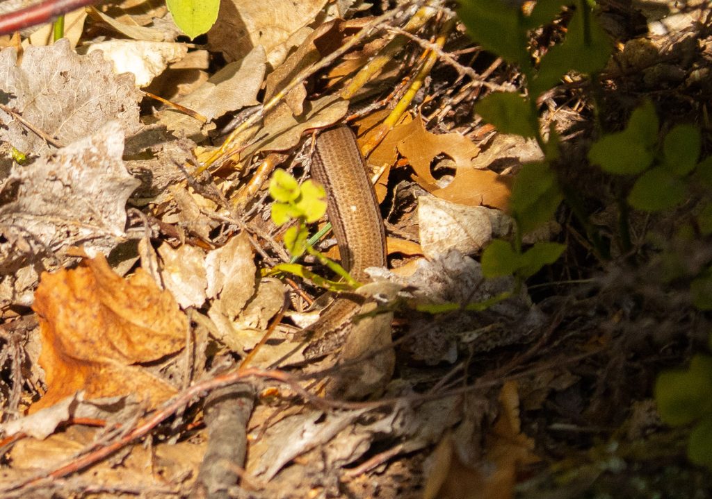 Slow worm in Sweden