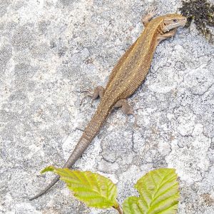 Swedish safari lizard
