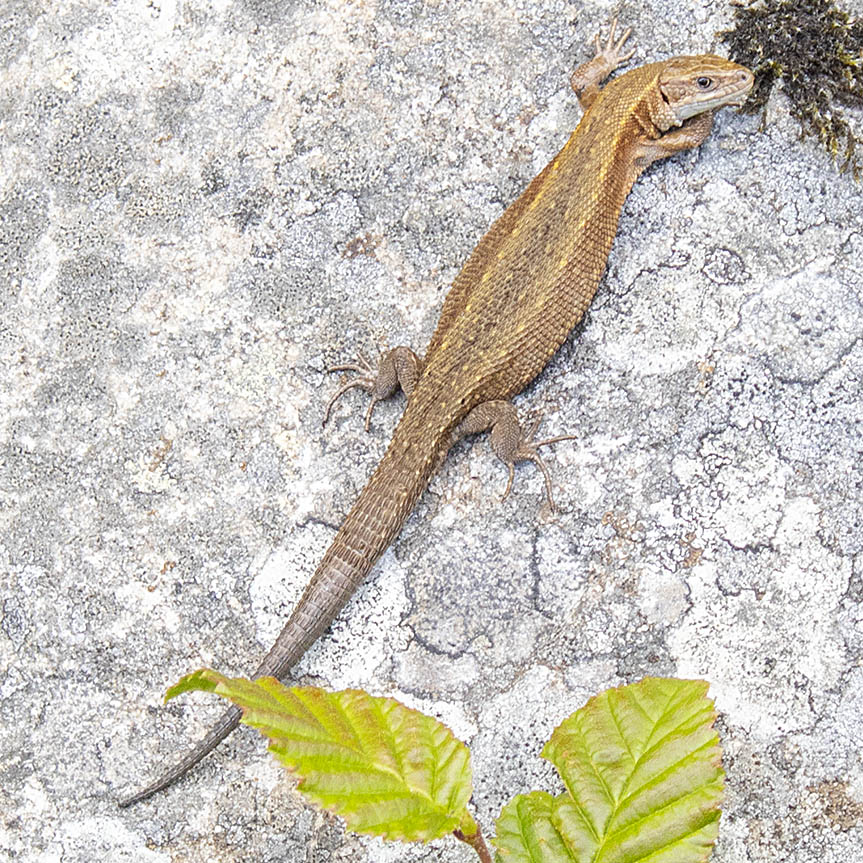 Swedish safari lizard
