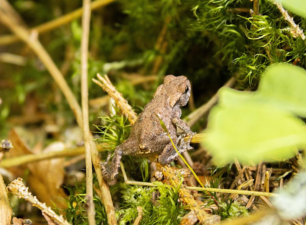 Toad offspring in Sweden