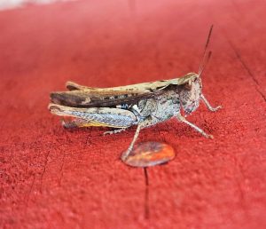 Biguttulus grasshopper