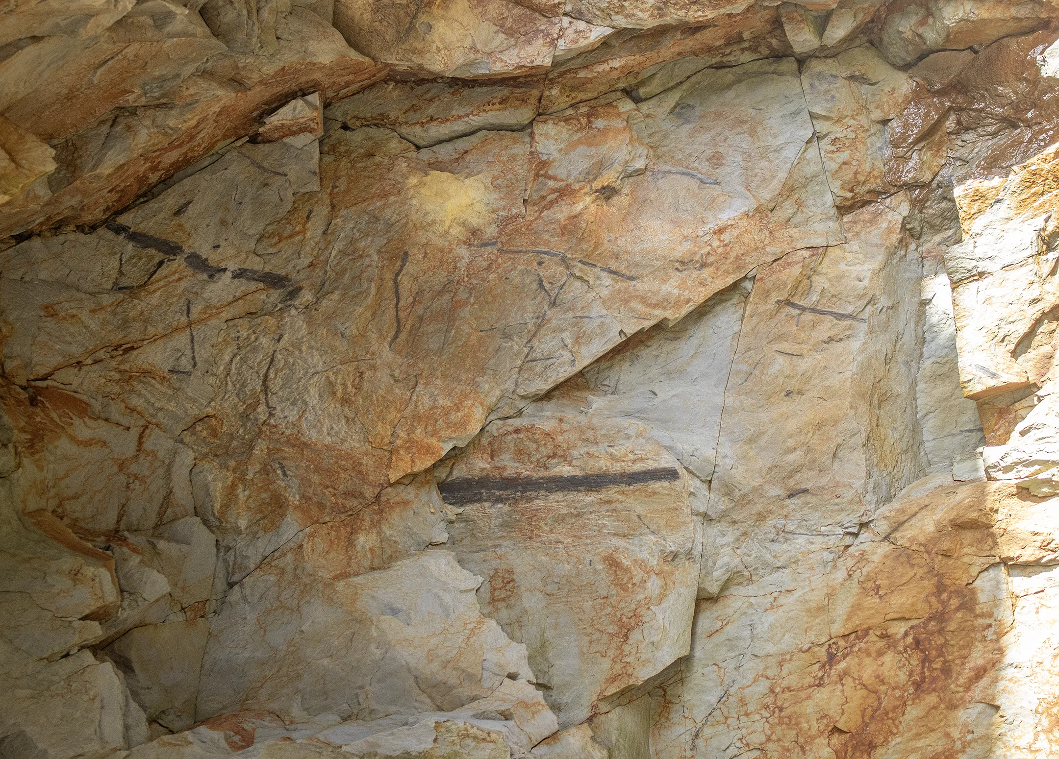 Devonian Plant fossils at Toe Head, West cork