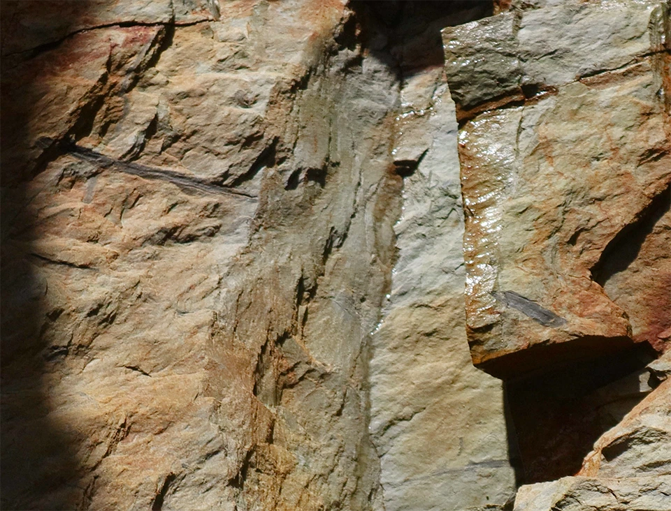 More Devonian Plant fossils at Toe Head, West cork
