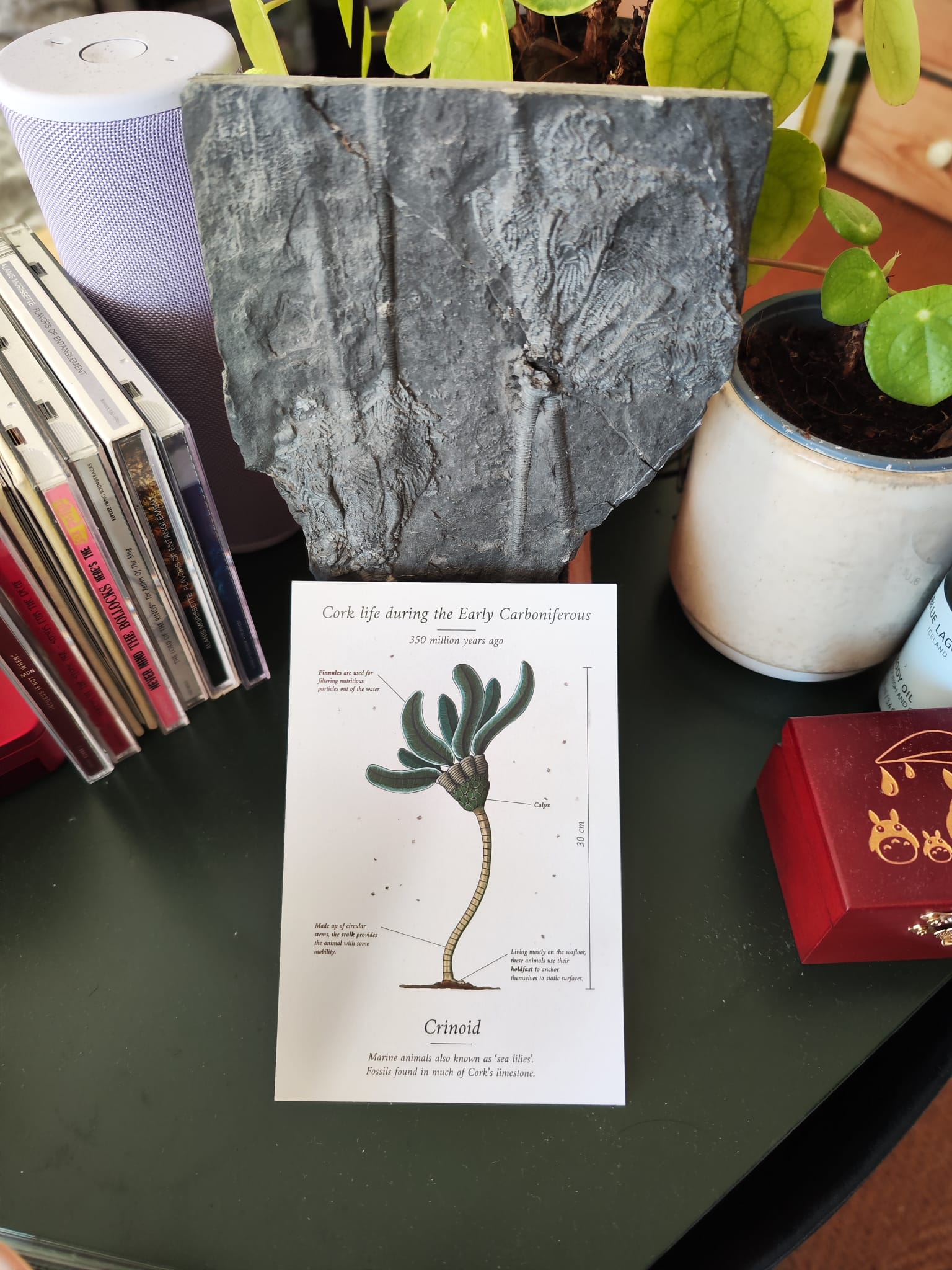 Postcard with crinoid