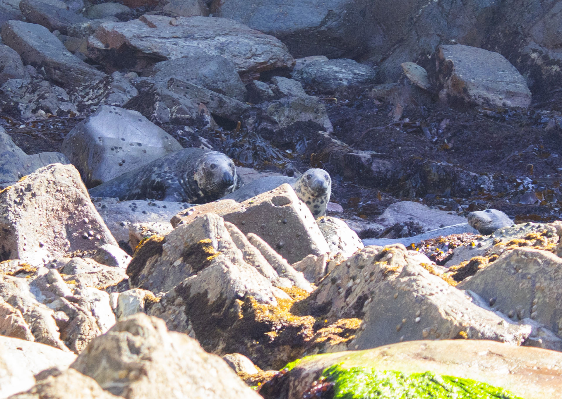 Seals at Toe Head in West Cork