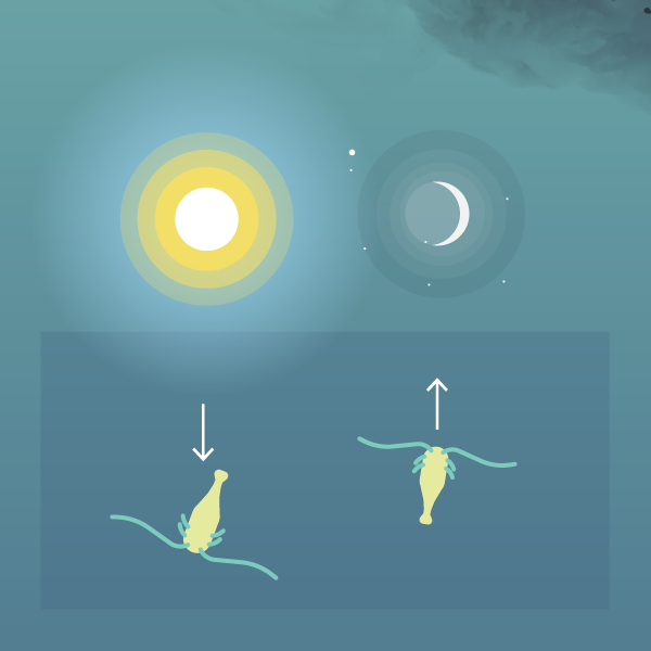 Light pollution dvm